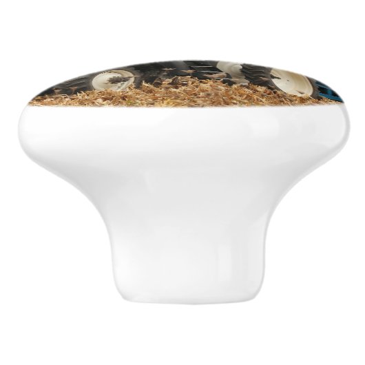 Big Blue  セラミックノブ (側面)