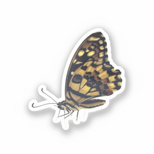 Big butterfly, vinyl sticker シール (正面)