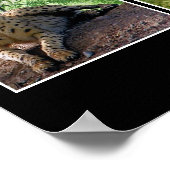 big cats print ポスター (角)