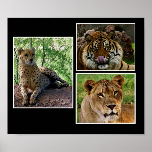 big cats print ポスター (正面)