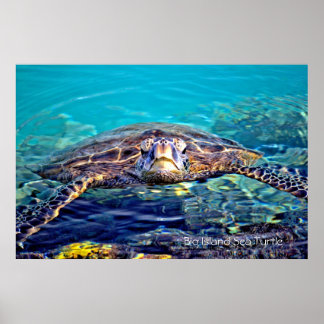 Big Island Sea Turtle Poster ポスター
