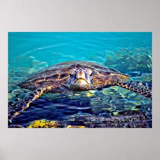 Big Island Sea Turtle Poster ポスター (正面)