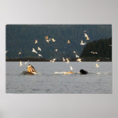 big mouth humpback ポスター (正面)