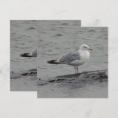 Big seagul Flat Card (正面/裏面)