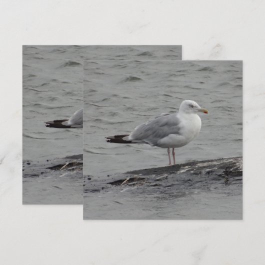 Big seagul Flat Card (正面/裏面)