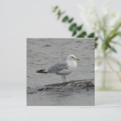 Big seagul Flat Card (スタンド正面)