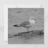 Big seagul Flat Card (裏面)