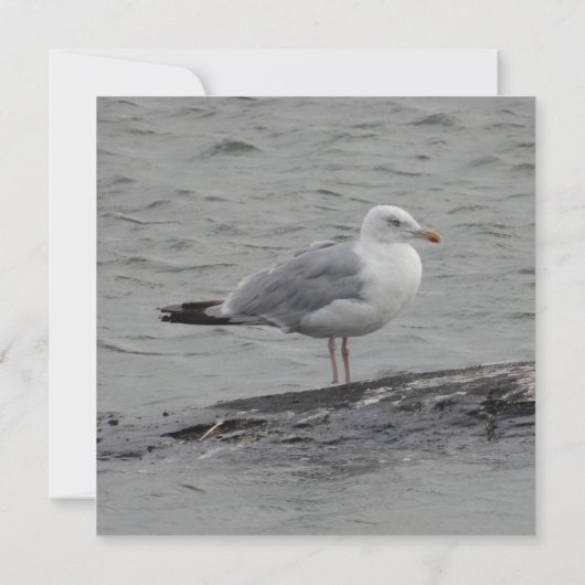 Big seagul Flat Card (裏面)