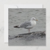 Big seagul Flat Card (正面)