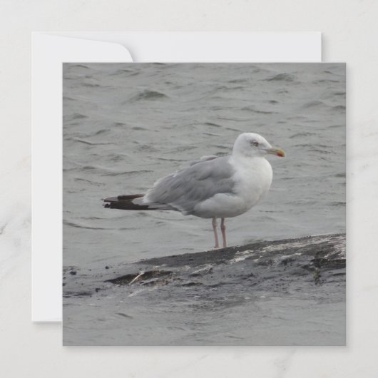 Big seagul Flat Card (正面)