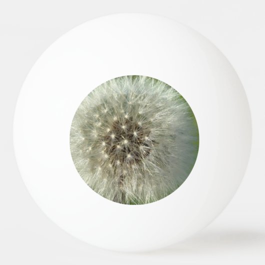 Big White Dandelion 卓球ボール (正面)