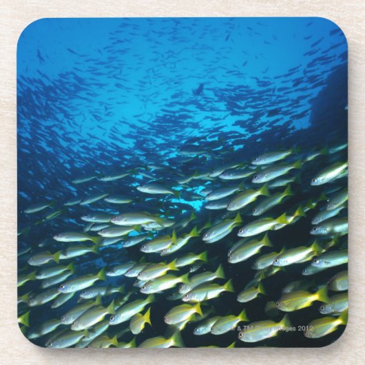 Bigeyeのタイの魚の水泳の大きいグループ コースター (正面)