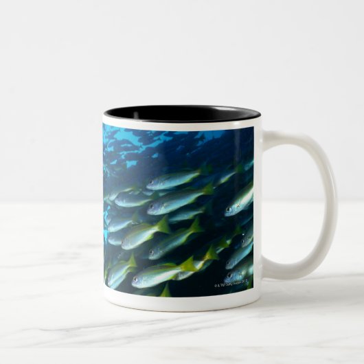 Bigeyeのタイの魚の水泳の大きいグループ ツートーンマグカップ (右)