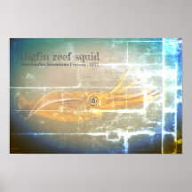 Bigfin reef squid, Sepioteuthis lessoniana,