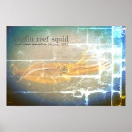 Bigfin reef squid, Sepioteuthis lessoniana, ポスター