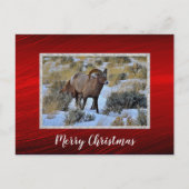 Bighorn羊の雪の写真クリスマス ポストカード (正面)
