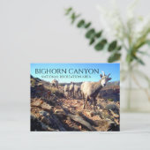 BIghorn Sheep Ewes and Young、BIghorn Canyon ポストカード (スタンド正面)