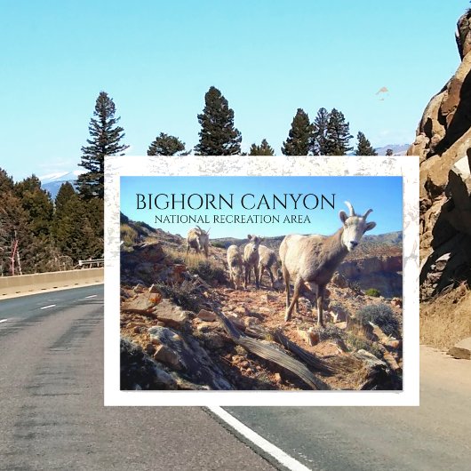 BIghorn Sheep Ewes and Young、BIghorn Canyon ポストカード