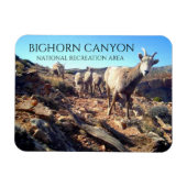 BIghorn Sheep Ewes and Young、BIghorn Canyon マグネット (横)