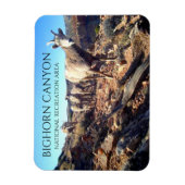 BIghorn Sheep Ewes and Young、BIghorn Canyon マグネット (縦)