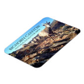 BIghorn Sheep Ewes and Young、BIghorn Canyon マグネット (左側)