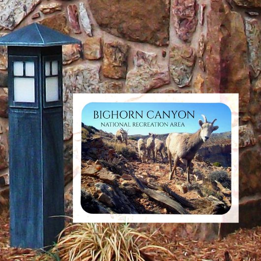 BIghorn Sheep Ewes and Young、BIghorn Canyon マグネット