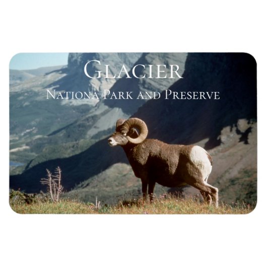 Bighorn Sheep Ram, Glacier National Park, MT マグネット (横)