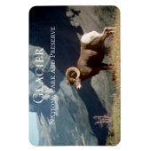Bighorn Sheep Ram, Glacier National Park, MT マグネット (縦)