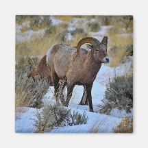 Bighorn Sheep Snow写真