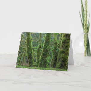 Bigleaf Maple Trees & Ferns Washington State カード
