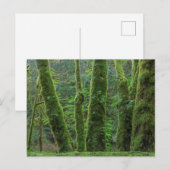 Bigleaf Maple Trees & Ferns | Washington State ポストカード (正面/裏面)