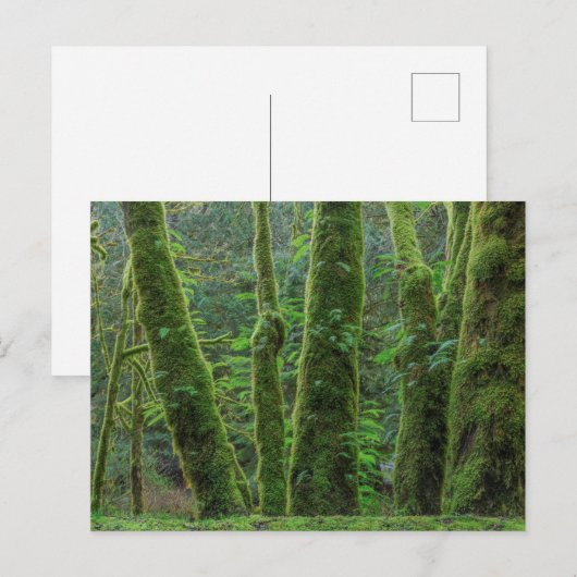 Bigleaf Maple Trees & Ferns | Washington State ポストカード (正面/裏面)