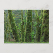 Bigleaf Maple Trees & Ferns | Washington State ポストカード (正面)