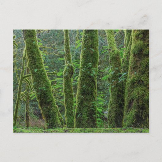 Bigleaf Maple Trees & Ferns | Washington State ポストカード (正面)