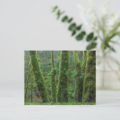 Bigleaf Maple Trees & Ferns | Washington State ポストカード (スタンド正面)
