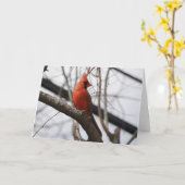 Birdコレクション：北（鳥）ショウジョウコウカンチョウ(注空白の) カード (黄色い花)