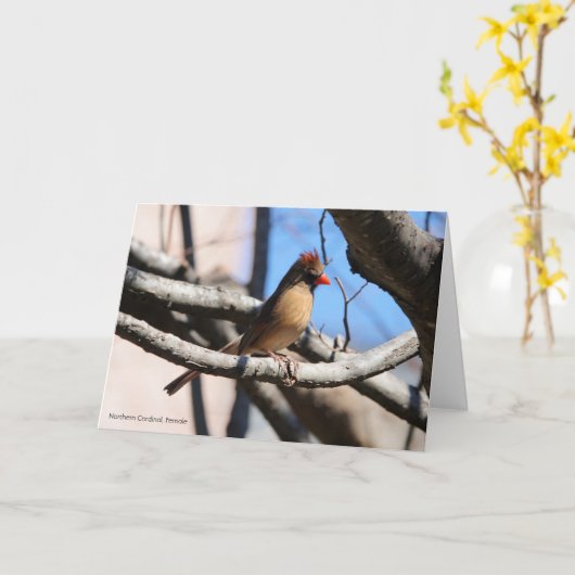 Birdコレクション:北(鳥)ショウジョウコウカンチョウ(注空白の) カード (黄色い花)