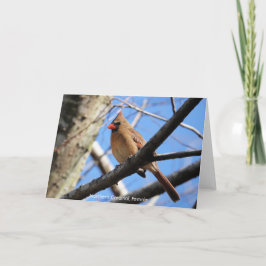 Birdコレクション：北（鳥）ショウジョウコウカンチョウ(注空白の) カード