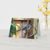 Birdコレクション： Blue Jay (注空白の) カード (黄色い花)