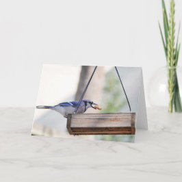 Birdコレクション： Blue Jay (注空白の) カード