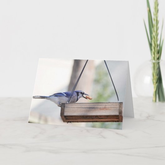 Birdコレクション： Blue Jay (注空白の) カード (正面)