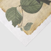 Bird 33デコページティッシュペーパー 薄葉紙 (詳細)