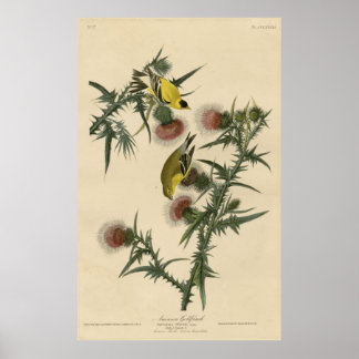 Bird, America, American Goldfinch, Audubon, Vintag ポスター