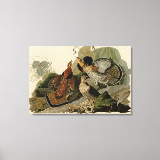 Bird, America, Ruffed Grouse, Audubon, Canvas キャンバスプリント (正面)