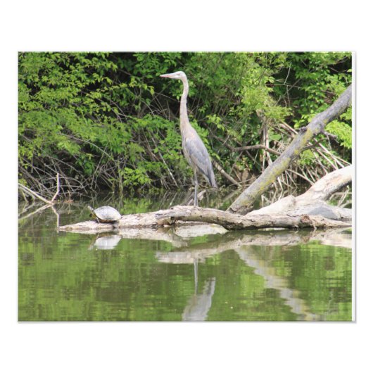 bird and turtle フォトプリント            (正面)