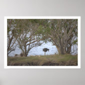 Bird at the Refuge Poster ポスター (正面)