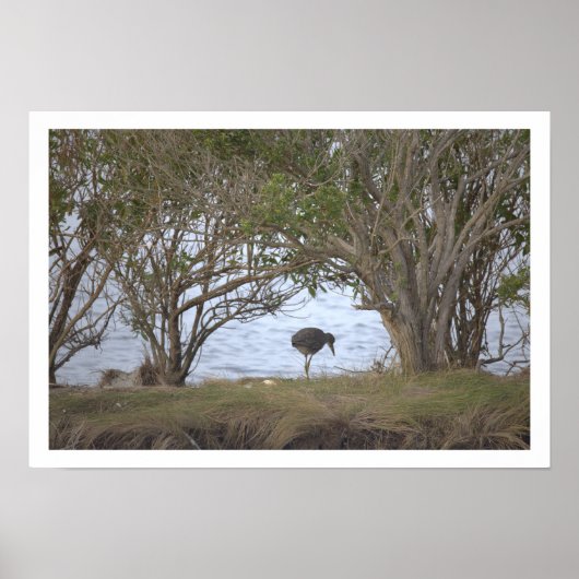 Bird at the Refuge Poster ポスター (正面)