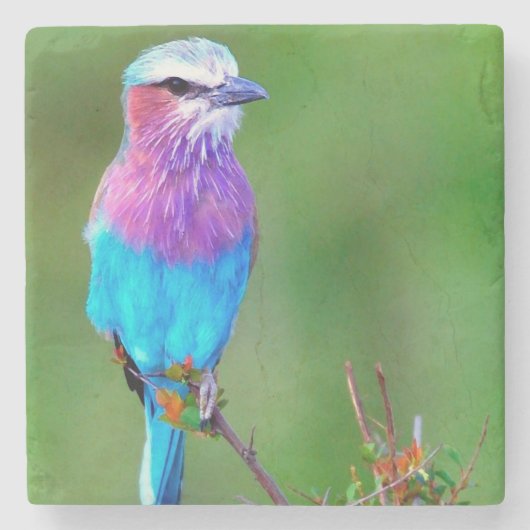 Bird blue _babero ストーンコースター (正面)