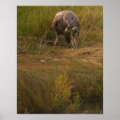 Bird Caught Crab Poster ポスター (正面)