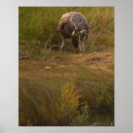 Bird Caught Crab Poster ポスター (正面)